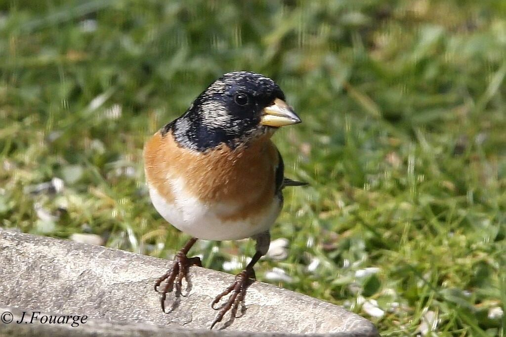 Brambling male adult