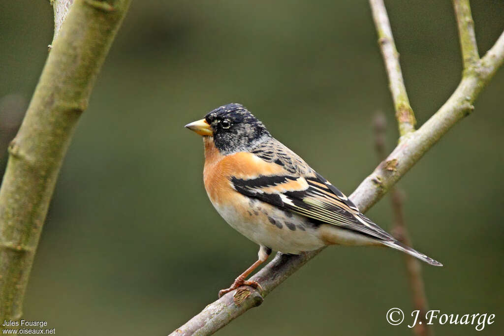 Brambling male