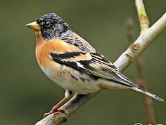 Brambling