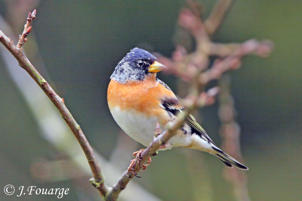 Brambling male