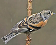 Brambling