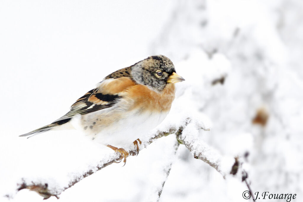 Brambling male, identification, song