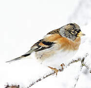 Brambling