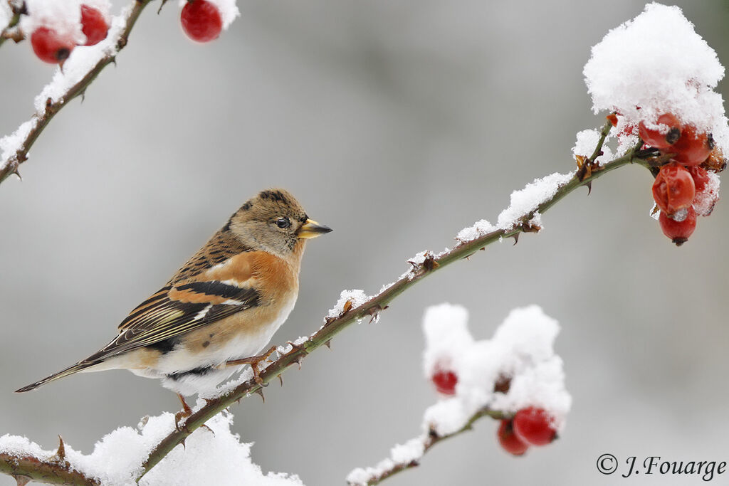 Brambling male immature