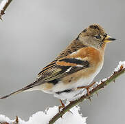 Brambling