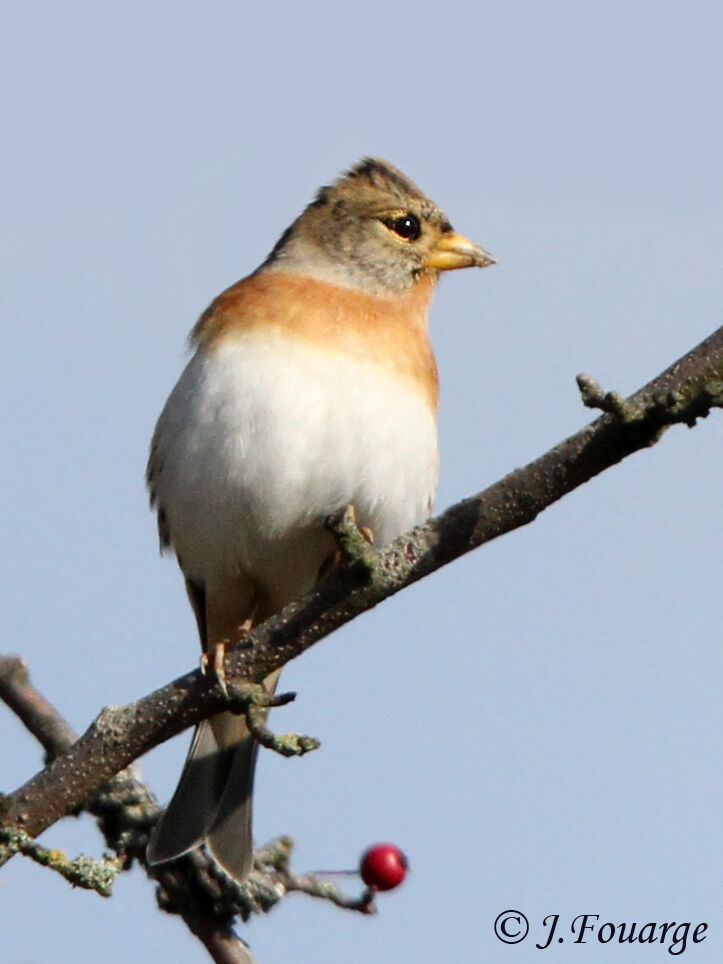 Brambling male, identification