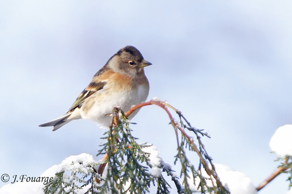 Brambling female