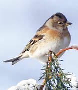 Brambling