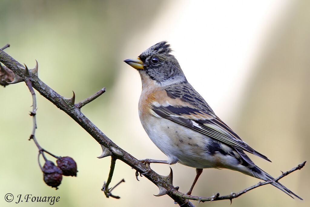 Brambling male First year, identification