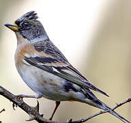 Brambling