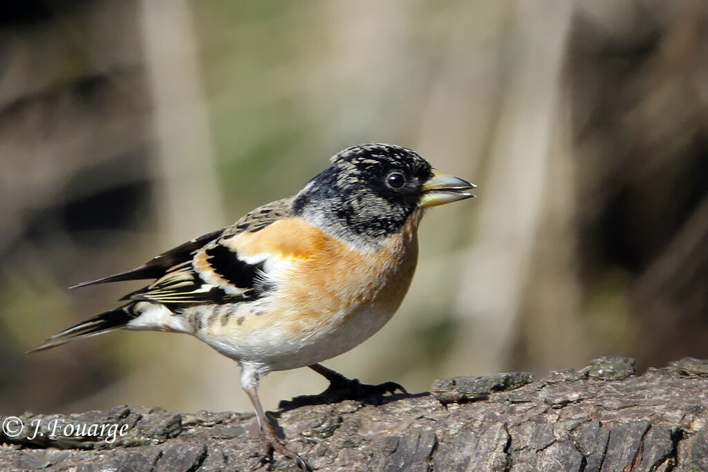 Brambling male adult, identification