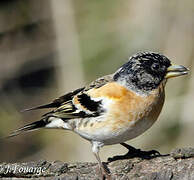 Brambling