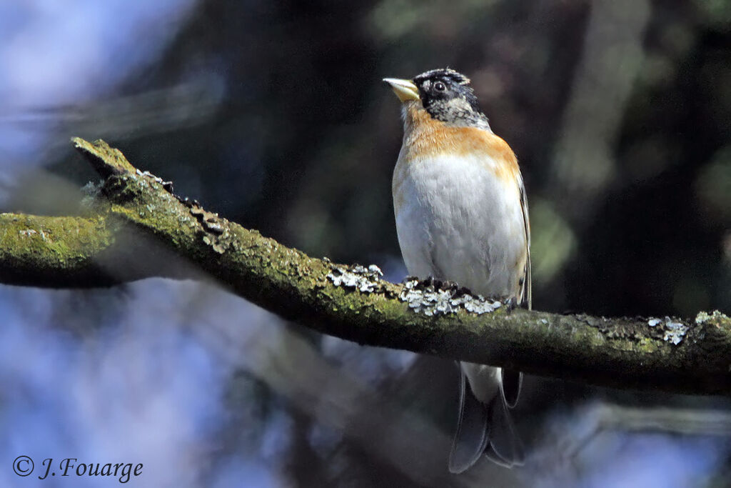 Pinson du Nord mâle adulte, identification