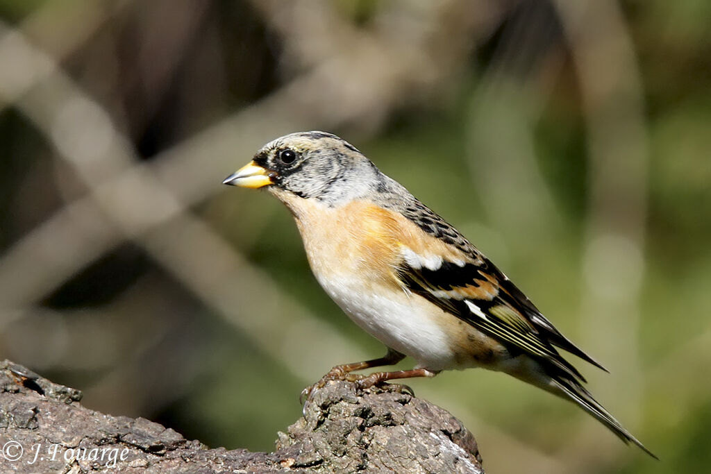 Brambling male, identification