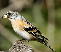 Brambling