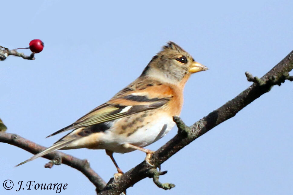 Brambling male, identification