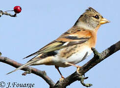 Brambling