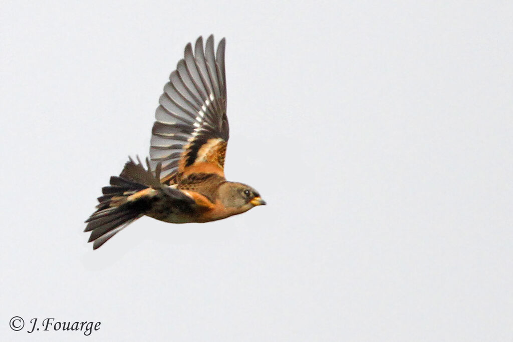 Brambling male, Flight