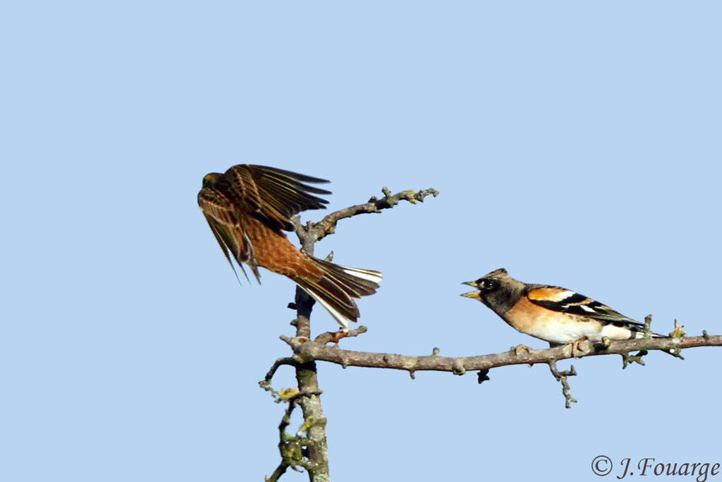 Brambling male adult, identification, Behaviour