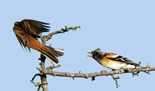 Brambling