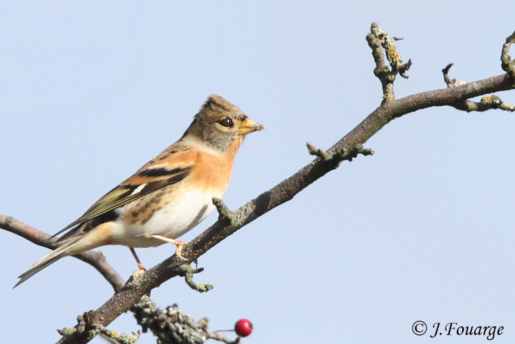 Pinson du Nord mâle juvénile, identification