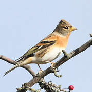 Brambling