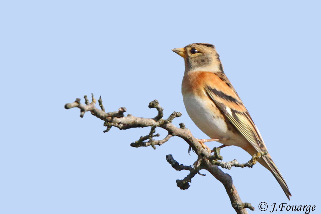 Brambling female, identification