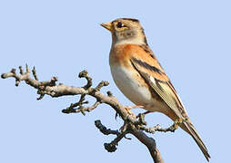 Brambling