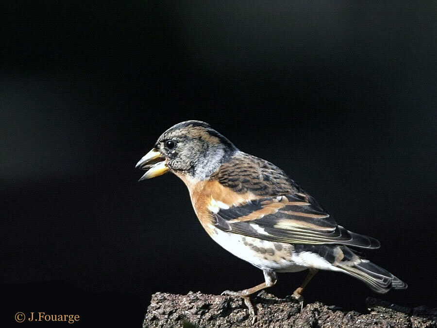 Brambling male