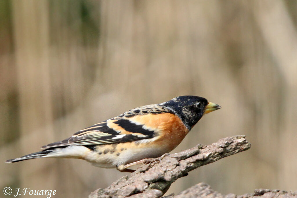 Brambling male adult, identification