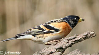 Brambling