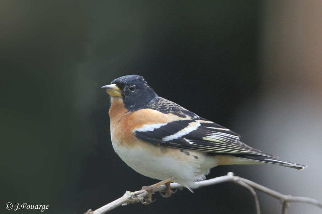 Brambling male adult, identification