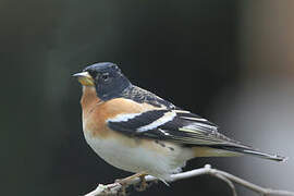 Brambling