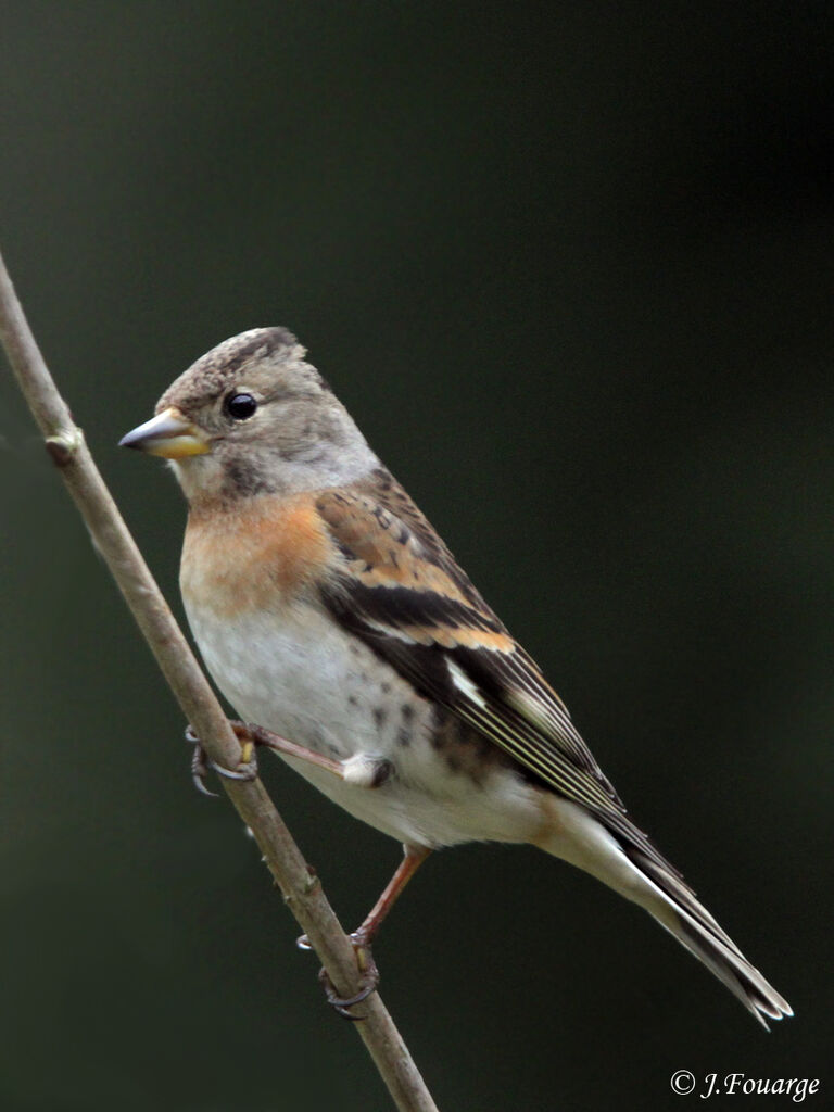 Brambling female, identification