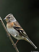 Brambling