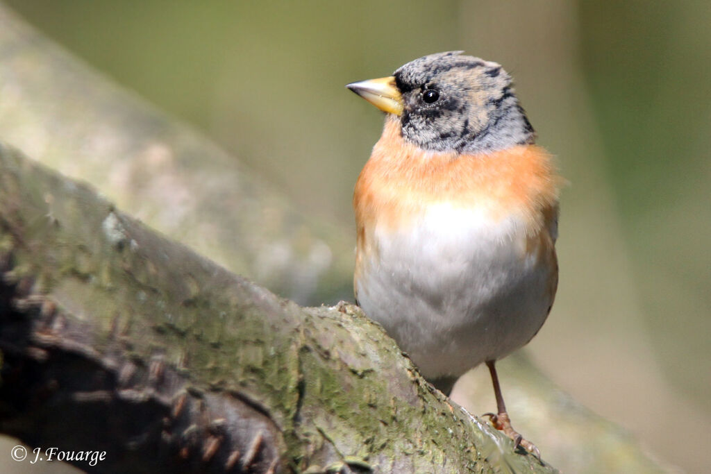 Brambling male, identification