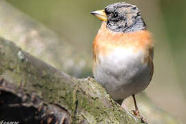 Brambling