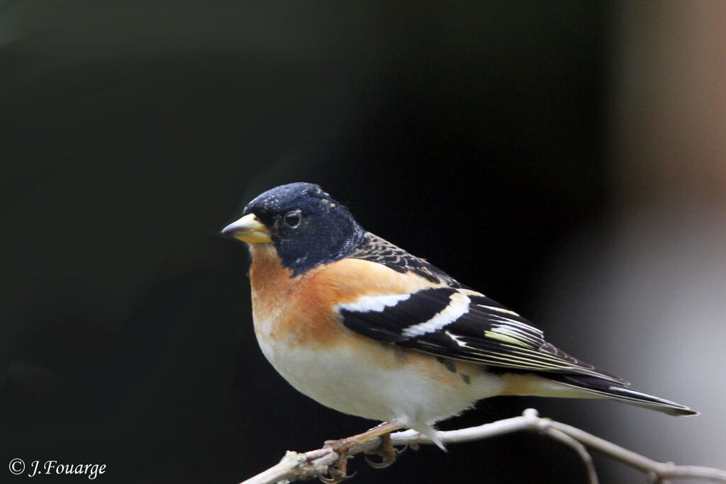 Brambling male, identification