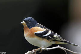 Brambling