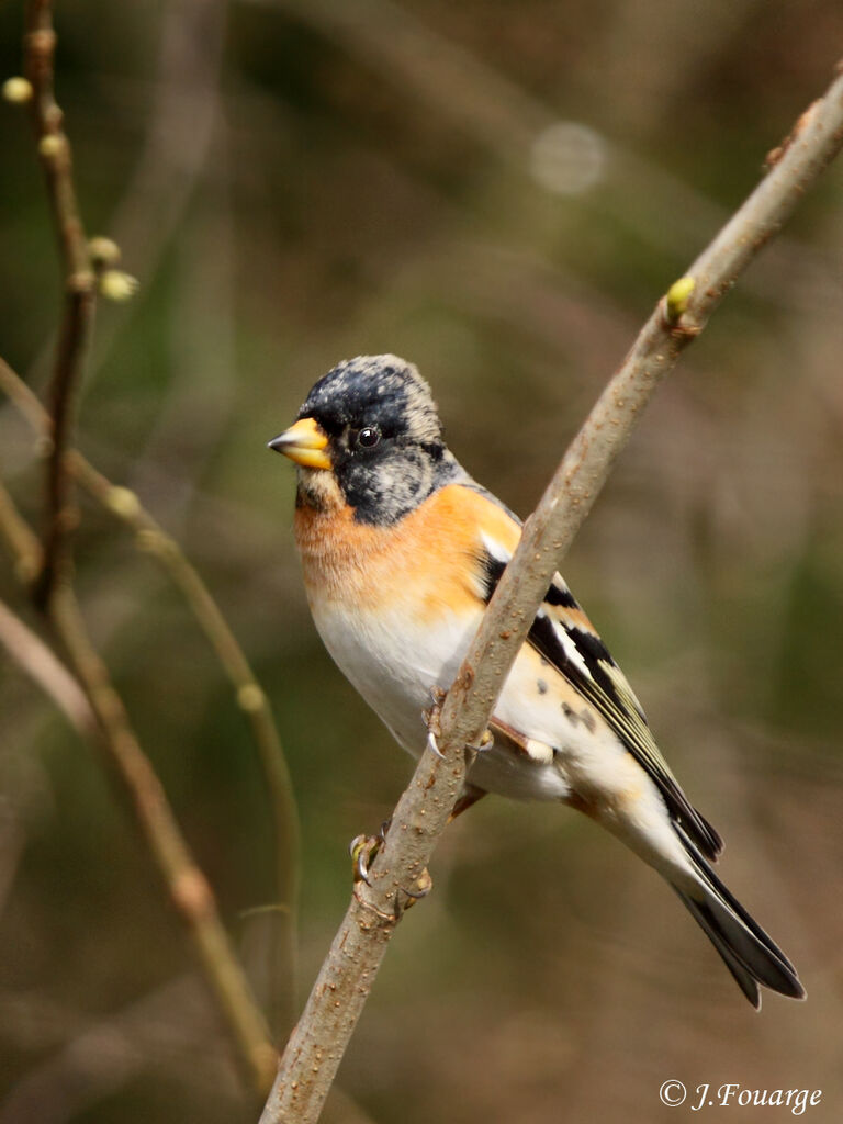 Brambling