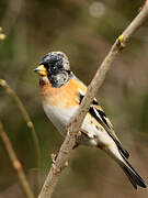 Brambling