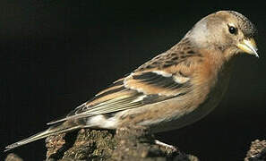 Brambling