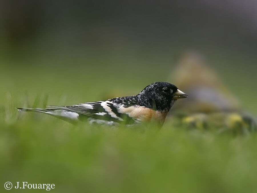 Brambling male adult