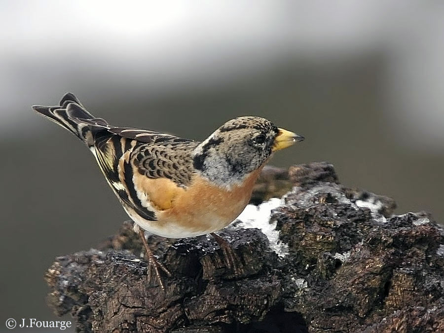 Brambling male