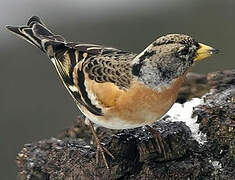 Brambling