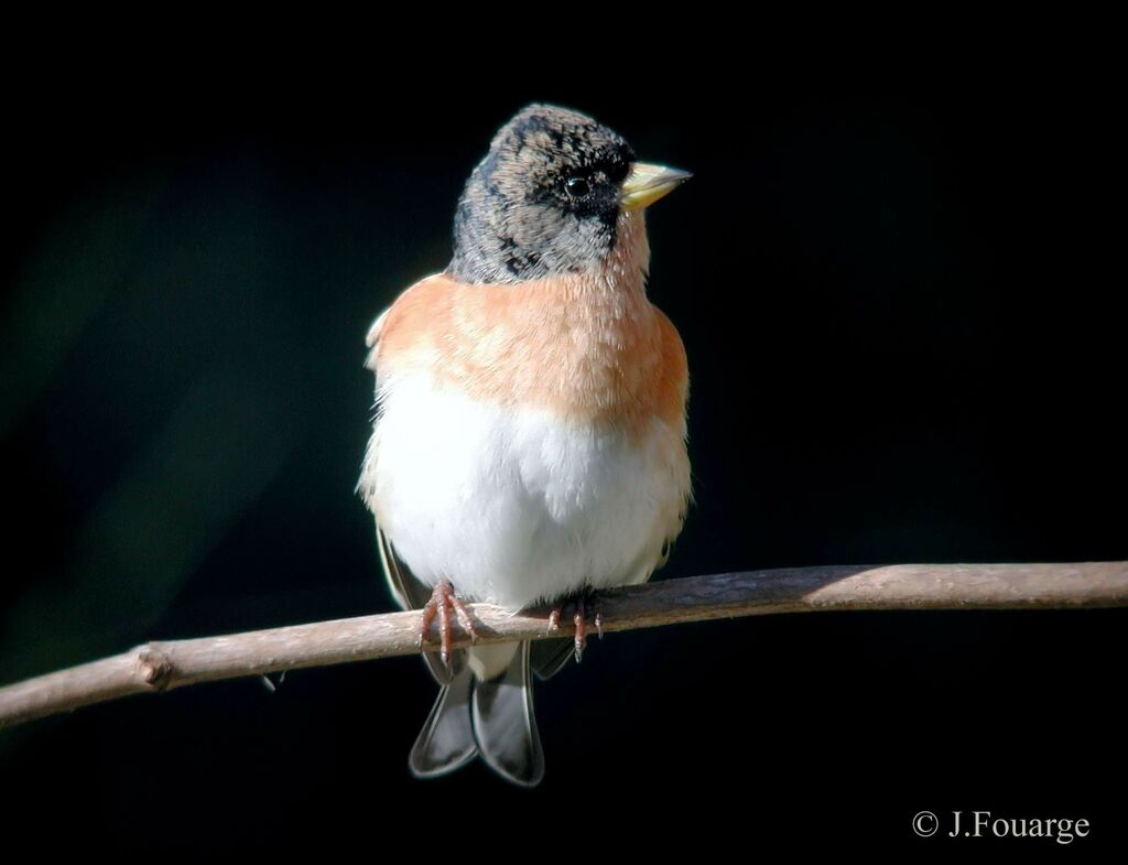 Brambling male