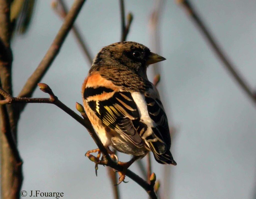 Brambling male