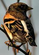 Brambling