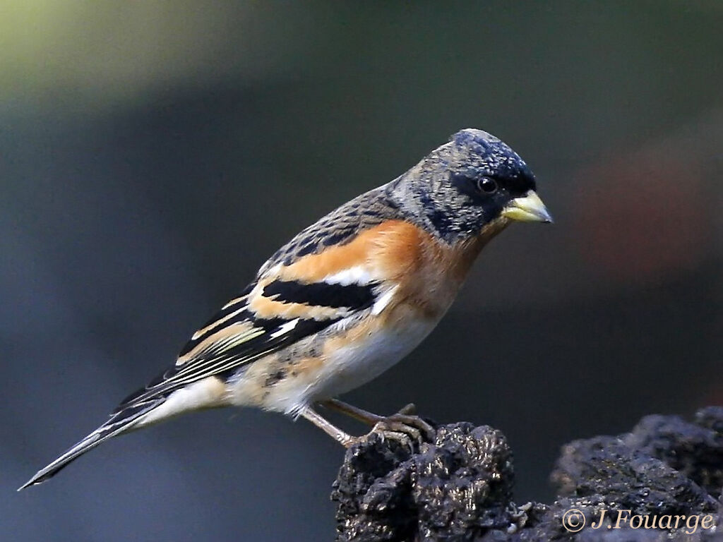 Brambling male