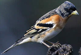 Brambling